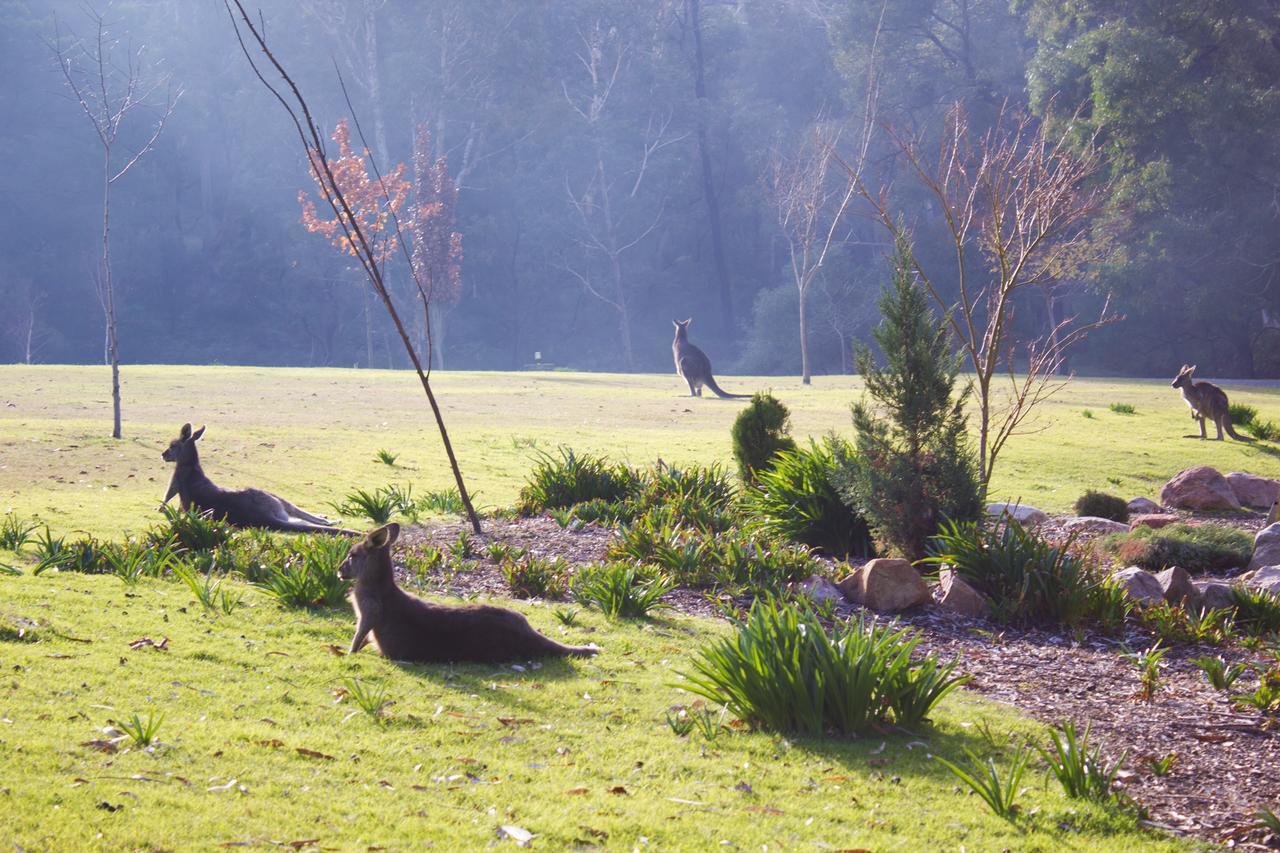 Marwood Villas Halls Gap Exteriér fotografie